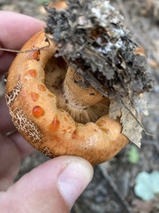 Tricholoma aurantium