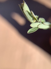 Lysimachia minima
