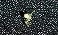 Misumessus oblongus