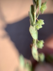 Lysimachia minima