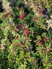 Empetrum rubrum
