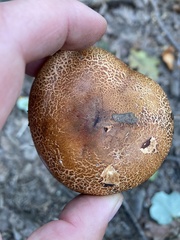 Tricholoma aurantium