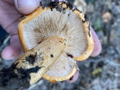 Tricholoma aurantium