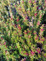 Empetrum rubrum