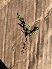 Lysimachia minima