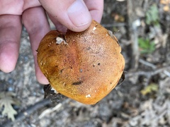 Tricholoma aurantium