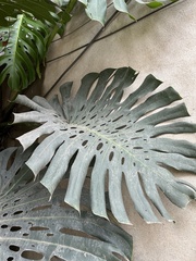 Monstera deliciosa