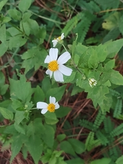 Bidens alba
