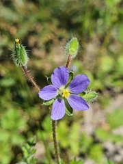 Erodium crinitum