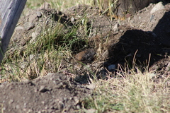 Thomomys