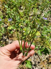 Erodium crinitum