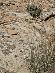 Cynodonteae