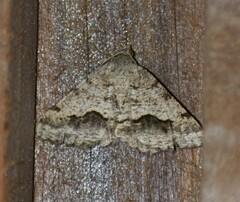 Frederickia s-signata