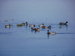 Branta bernicla