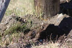 Thomomys