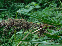 Carex baccans