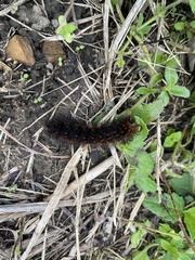 Hypercompe trinitatis