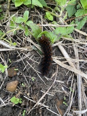 Hypercompe trinitatis