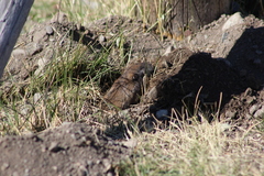 Thomomys