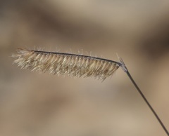 Cynodonteae