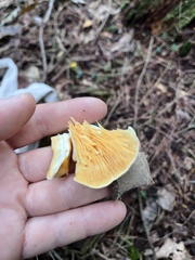 Phyllotopsis nidulans