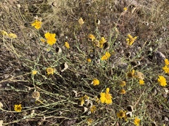 Baileya multiradiata