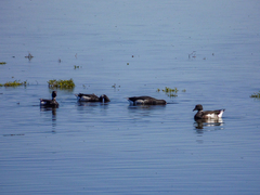 Branta bernicla
