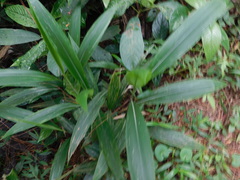Setaria palmifolia