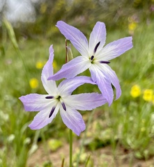 Leucocoryne violacescens
