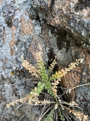 Polemonium brandegeei