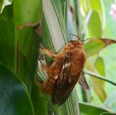 Neoxylocopa