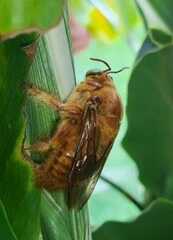 Neoxylocopa
