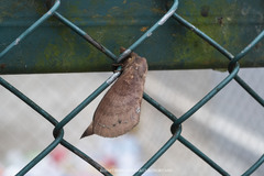 Kunugia latipennis