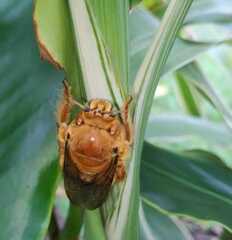 Neoxylocopa