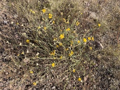 Baileya multiradiata