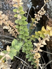 Polemonium brandegeei