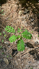 Phyllanthus tenellus