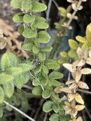 Polemonium brandegeei