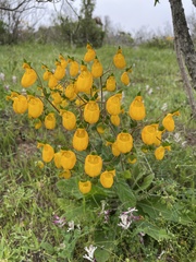 Calceolaria