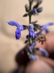 Salvia connivens