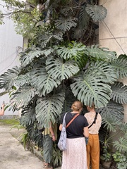 Monstera deliciosa