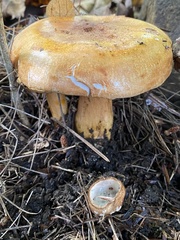 Tricholoma aurantium