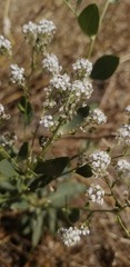 Lepidium latifolium