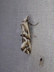 Heliocosma melanotypa