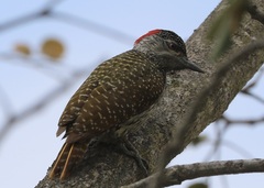 Chloropicus fuscescens