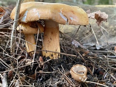 Tricholoma aurantium