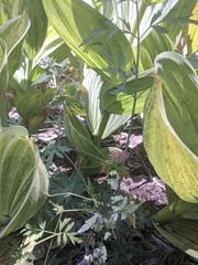 Geranium californicum