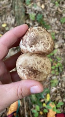 Tricholoma caligatum
