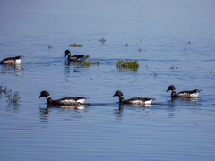 Branta bernicla