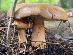 Tricholoma aurantium